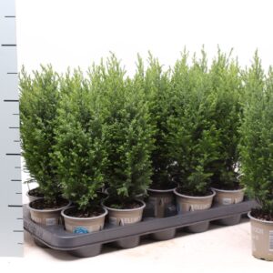 Chamaecyparis law. 'Ellwoodii Chamaecyparis laws. 'Ellwoodii'
(18 Plants/Order)(9cmP 38cmH)