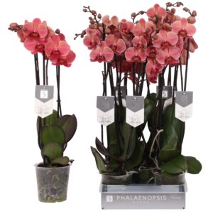 Phalaenopsis Narbonne Phalaenopsis Narbonne, 3-spike 22+
(10 Plants/Order)(12cmP 60cmH)