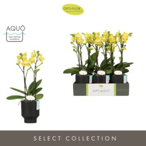 Phalaenopsis Arezzo Optimost Arezzo 2 spike in Emilia Dark Brown Aquo
(6 Plants/Order)(12cmP 45cmH)