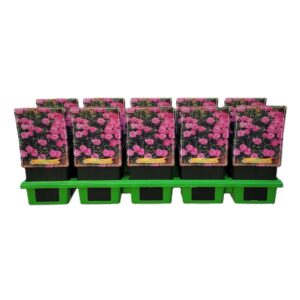 Carnation caryophyllus Peman Fancy L Carnation caryophyllus 'Fancy Lilac' P11
(10 Plants/Order)(11cmP 25cmH)