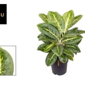 Aglaonema other Aglaonema Lemon MINT
(3 Plants/Order)(19cmP 50cmH)