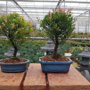 Bonsai Syzygium buxifolium, 19 cm broom
(6 Plants/Order)(19cmP 30cmH)