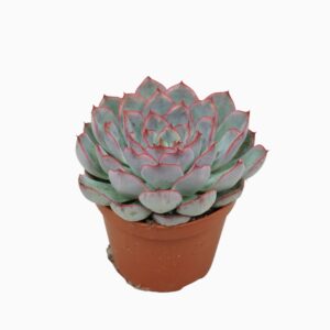 Echeveria Hercules Echeveria hercules 8,5 cm
(18 Plants/Order)(8.5cmP 10cmH)