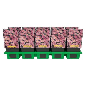 Aster Prof. Anton Kipp Aster Dumosus 'Prof. Anton Kippenberg' P11
(10 Plants/Order)(11cmP 25cmH)