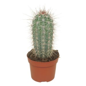 Pachycereus pringlei Pachycereus pringlei single 13 cm
(6 Plants/Order)(13cmP 15cmH)