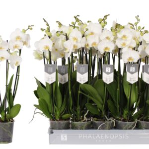 Phalaenopsis Nottingham Phalaenopsis Nottingham, 4-spike 25+
(10 Plants/Order)(12cmP 60cmH)