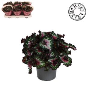 Begonia Purple Blush Bladbegonia Rex MUST HAVE
(6 Plants/Order)(13cmP 25cmH)