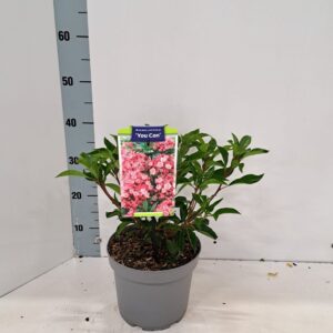 Kalmia latifolia Kalmia lat. 'You Can'
(1 Plants/Order)(21cmP 30cmH)
