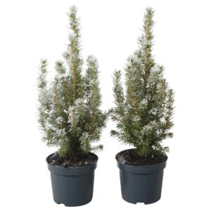 Picea glauca Conica PTK25302 Conica Perfecta met sneeuw
(18 Plants/Order)(9cmP 31cmH)