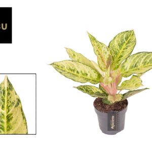 Aglaonema other Aglaonema Chartreuse Pretty
(6 Plants/Order)(12cmP 30cmH)