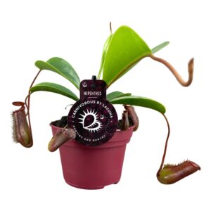 Nepenthus Nepenthes Lowii 12 cm
(8 Plants/Order)(12cmP 17cmH)