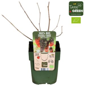 Morus nigra Morus nigra Mulle Bio P13
(10 Plants/Order)(13cmP 45cmH)