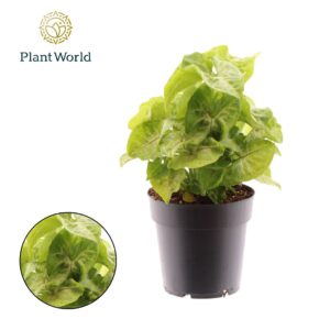 Syngonium Syngonium Golden
(9 Plants/Order)(14cmP 25cmH)