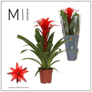 Guzmania Calypso Guzmania Calypso - 12cm | Mimesis
(10 Plants/Order)(12cmP 48cmH)