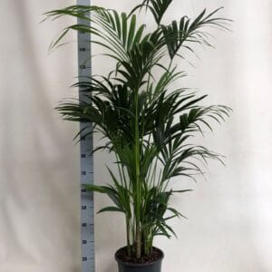 Howea forsteriana KENTIA - P27 H170 - 7PP - EcoLine (Howea forsteriana
(1 Plants/Order)(27cmP 170cmH)