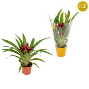 Guzmania Glow Guzmania Glow orange (Met Hoes)
(11 Plants/Order)(9cmP 30cmH)