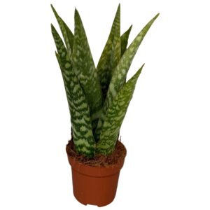 Sansevieria Cylindrica Aubrytiana
(6 Plants/Order)(12cmP 40cmH)