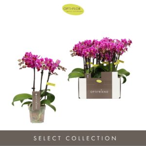 Phalaenopsis Multifloratypes other Optifriend Fay 3 spike
(8 Plants/Order)(7cmP 25cmH)