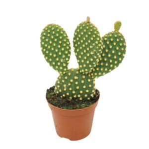 Opuntia microdasys var. Pallida Opuntia microdasys 8,5 cm
(12 Plants/Order)(8.5cmP 12cmH)