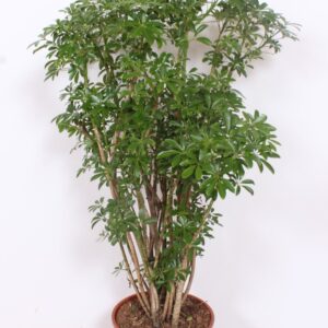 Schefflera Luseana Schefflera arboricola 'Luseana'
(1 Plants/Order)(30cmP 130cmH)