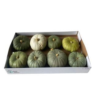 Cucurbita Tutti Fruti
(8 Plants/Order)(cmP cmH)