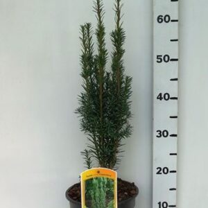 Taxus baccata Fastigiata Cappenberg'
(1 Plants/Order)(19cmP 65cmH)