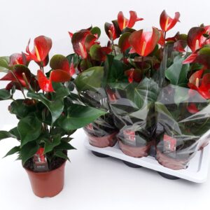 Anthurium Dynamite Red ANTHU AN ADIOS DYNAMITE
(6 Plants/Order)(17cmP 55cmH)