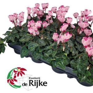 Cyclamen Super Serie Verano Victori P7 pink
(12 Plants/Order)(7cmP 15cmH)