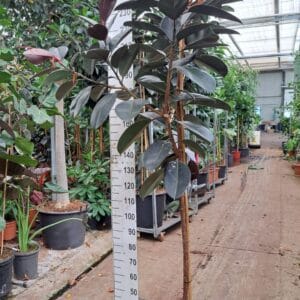 Ficus Elastica Abidjan Ficus Elastica Abidjan stam 250
(1 Plants/Order)(30cmP 250cmH)