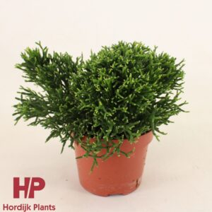 Hatiora Hatiora 12cm
(8 Plants/Order)(12cmP 17cmH)