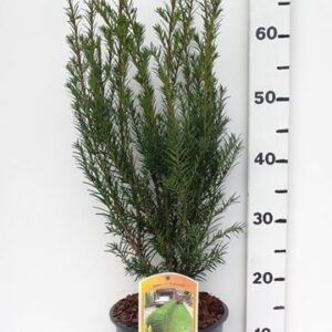 Taxus media Groenland Taxus media 'Groenland'
(1 Plants/Order)(19cmP 75cmH)