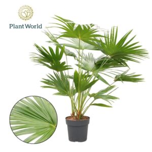 Livistona rotundifolia Livistona Rotundifolia 3pp
(1 Plants/Order)(27cmP 160cmH)