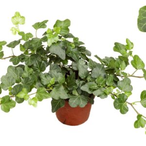 Hedera Wonder Mini Wonder 8,5cm
(18 Plants/Order)(8.5cmP 10cmH)