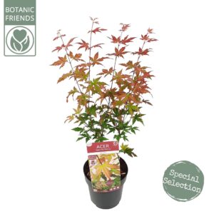 Acer palmatum Redwine Acer palm. 'Redwine' ®
(5 Plants/Order)(19cmP 65cmH)