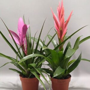 Tillandsia mixed Tillandsia mixed (Met Hoes)
(6 Plants/Order)(12cmP 40cmH)