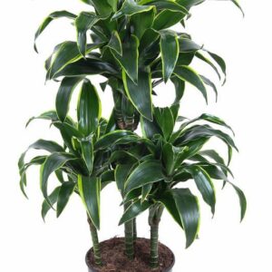Dracaena Dorado Dracaena Dorado 45-carrousel
(1 Plants/Order)(21cmP 80cmH)