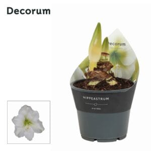 Hippeastrum Amaryllis Arctic White 2 bud Extra OP
(7 Plants/Order)(14cmP 25cmH)