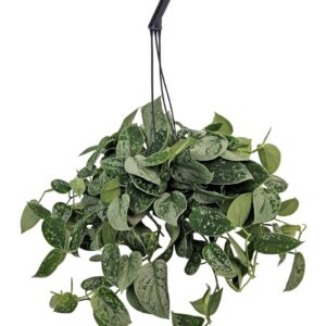 Scindapsus Silvery Ann Scindapsus Silvery Ann Hangpot
(6 Plants/Order)(14cmP 45cmH)