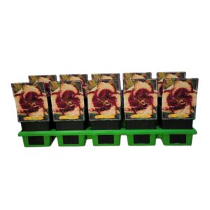 Hemerocallis Hemerocallis 'Open my Eyes' P11
(10 Plants/Order)(11cmP 25cmH)