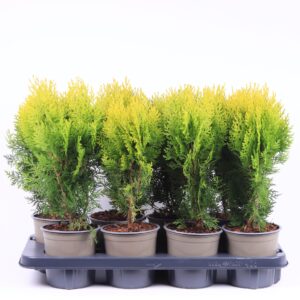 Platycladus orientalis Aurea Nana Platycladus orientalis 'Aurea Nana'
(8 Plants/Order)(13cmP 35cmH)