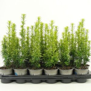 Taxus baccata David Taxus baccata 'David'
(18 Plants/Order)(9cmP 25cmH)