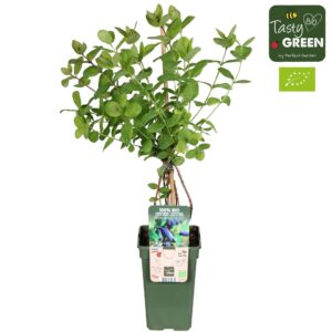 Lonicera Lonicera kamtschatica Duet Bio P19
(6 Plants/Order)(19cmP 50cmH)