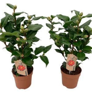 Camellia japonica Dr King 10+ knoppen
(8 Plants/Order)(13cmP 40cmH)