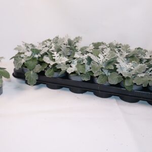 Senecio cineraria silverdust
(18 Plants/Order)(9cmP 15cmH)