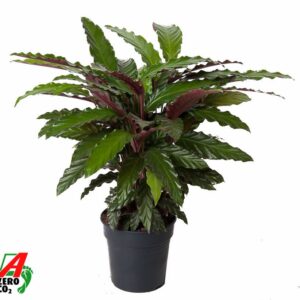 Calathea Wavestar Calathea Wavestar
(21 Plants/Order)(19cmP 70cmH)