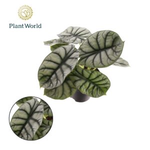 Alocasia Alocasia Nebula Silver Compacta
(7 Plants/Order)(14cmP 25cmH)