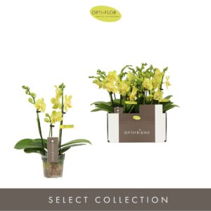 Phalaenopsis Multiflora Optifriend Vayenne 3 spike
(8 Plants/Order)(7cmP 25cmH)