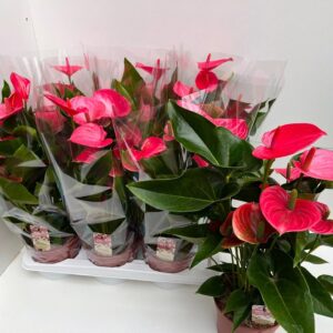 Anthurium (Andreanum Grp) Melito Melito
(6 Plants/Order)(17cmP 55cmH)