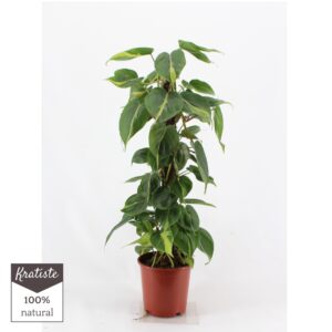 Philodendron Brasil PHILODENDRON BRASIL kratiste klimstok 80cm
(1 Plants/Order)(19cmP 80cmH)