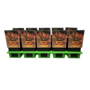 Phygelius capensis Phygelius rectus 'Candy Drops Tangerine' P11
(10 Plants/Order)(11cmP 25cmH)